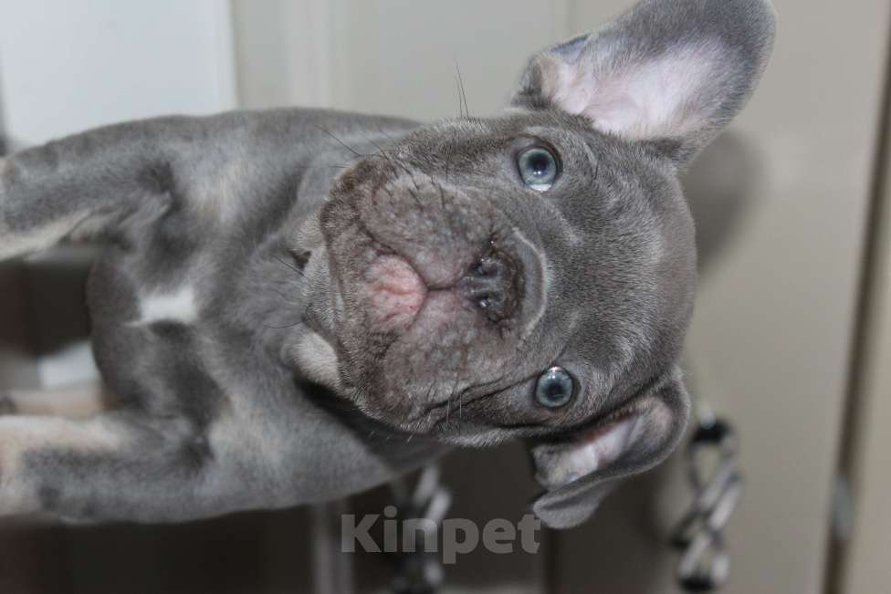 Собаки в Москве: Французский бульдог щенки Мальчик, 65 000 руб. - фото 10