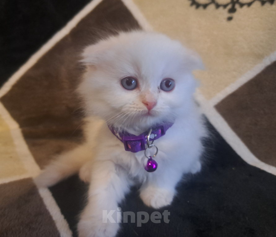Кошки в Ростове-на-Дону: Продаю шотландских котят Мальчик, 12 000 руб. - фото 1