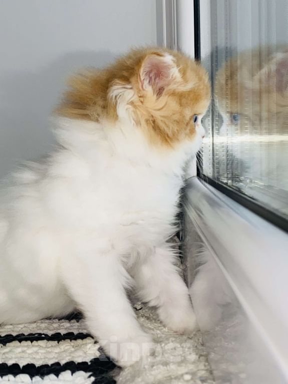 Кошки в Нижнем Новгороде: Голубоглазая рыжая кошечка к новогодним праздникам Девочка, 40 000 руб. - фото 2