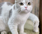 Кошки в Москве: Кошечку-вислоушку выкинули! Срочный поиск семьи Девочка, Бесплатно - фото 2