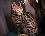 Кошки в Москве: Бенгальский котенок  Мальчик, 35 000 руб. - фото 4