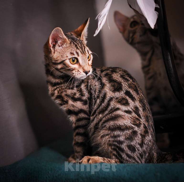 Кошки в Москве: Бенгальский котенок  Мальчик, 35 000 руб. - фото 4
