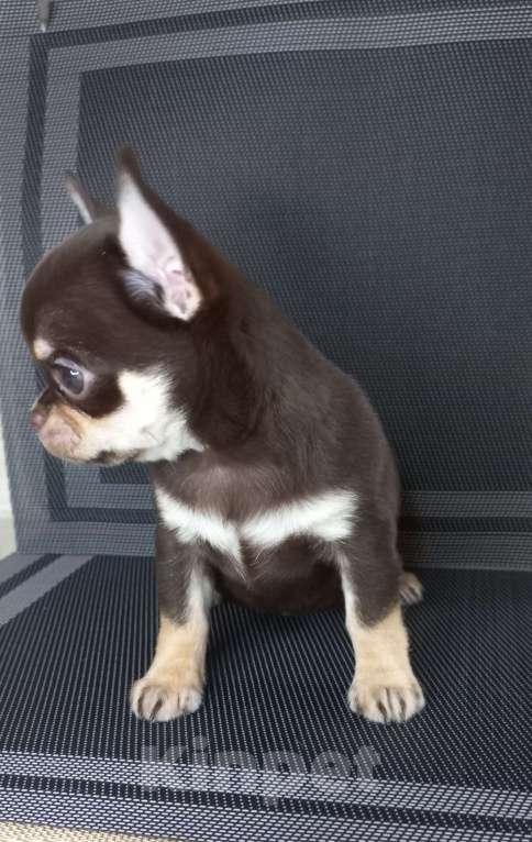 Собаки в Новосибирске: Шоколадный Босс Мальчик, Бесплатно - фото 5