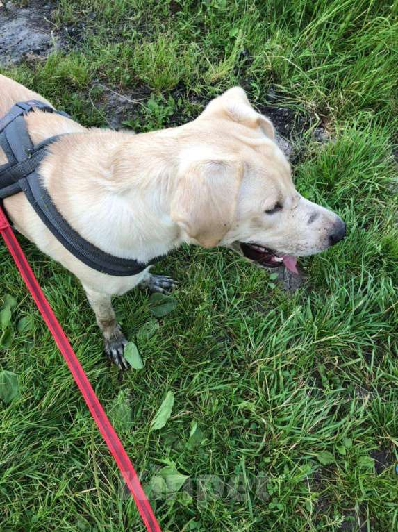 Собаки в Королеве: Пес в добрые руки Мальчик, Бесплатно - фото 9