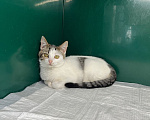 Кошки в Москве: Котенок в добрые руки Девочка, Бесплатно - фото 4