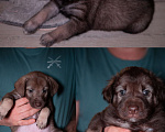 Собаки в Новочеркасске: Отдам щенка в добрые руки Девочка, Бесплатно - фото 3