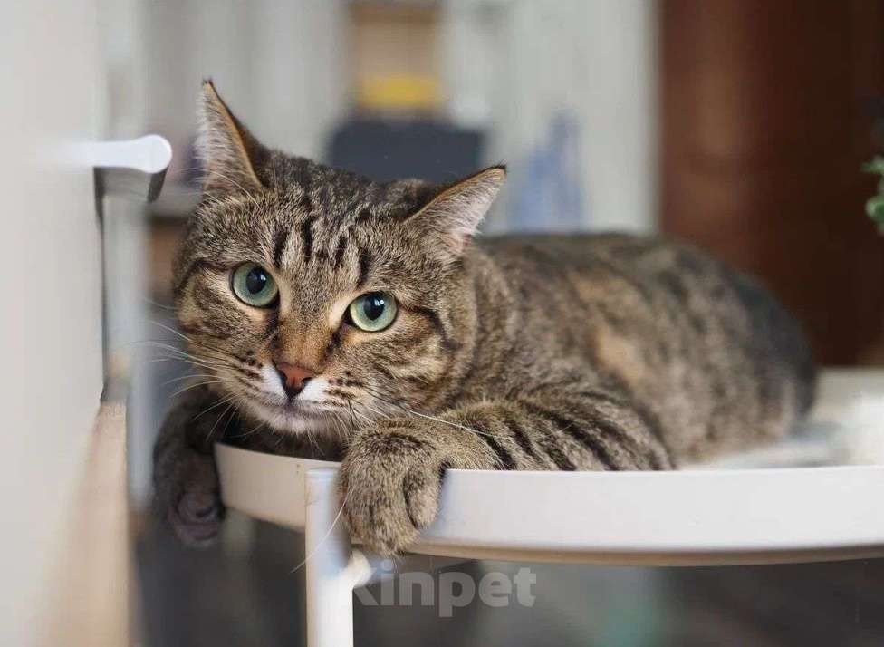 Кошки в Москве: Котик Бусик в добрые руки Мальчик, Бесплатно - фото 2