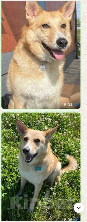 Собаки в других городах Московской области: Потерялась любимая собака Девочка, 50 000 руб. - фото 1