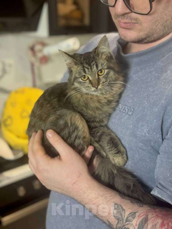 Кошки в Москве: Алтай в поисках дома Мальчик, Бесплатно - фото 1