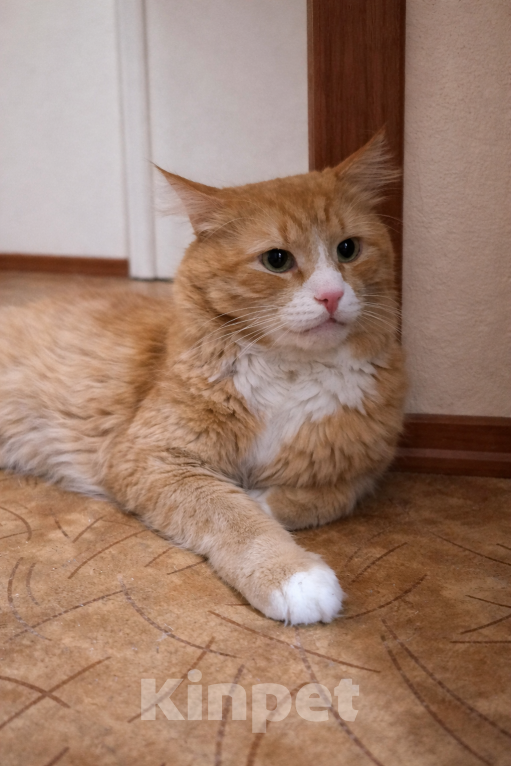 Кошки в Санкт-Петербурге: Рыжика предал хозяин- нужен другой хозяин Мальчик, Бесплатно - фото 3