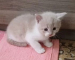 Кошки в Краснодаре: Котёнок в добрые руки Девочка, Бесплатно - фото 1
