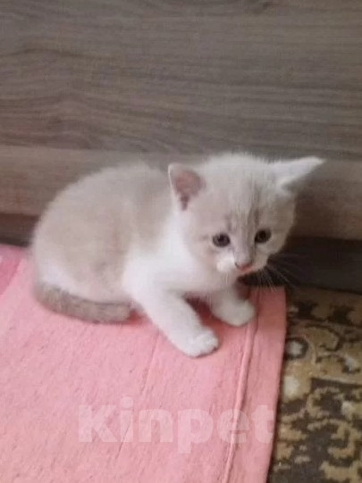 Кошки в Краснодаре: Котёнок в добрые руки Девочка, Бесплатно - фото 1