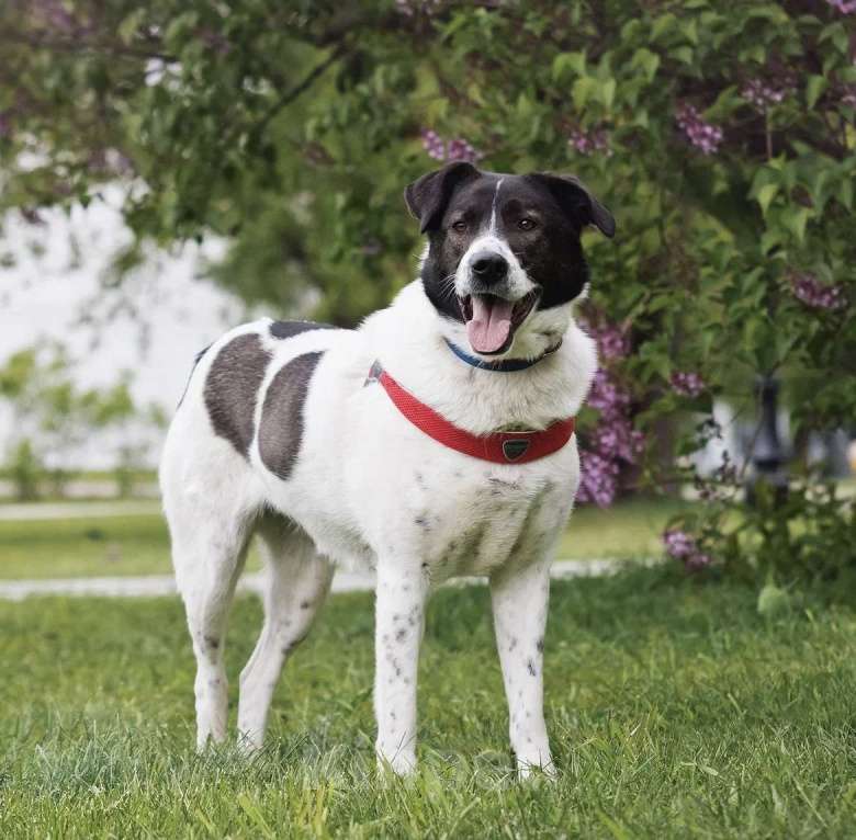 Собаки в Москве: Красавица Штеффи ищет дом. Девочка, Бесплатно - фото 7