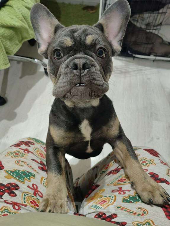 Собаки в Краснодаре: Французский бульдог, щенок Мальчик, Бесплатно - фото 1