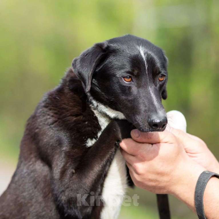 Собаки в Москве: Бурбона обижают из-за небольшого размера Мальчик, Бесплатно - фото 4