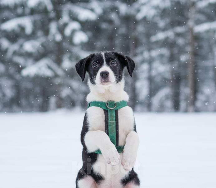 Собаки в Москве: Щенок  Норд ищет семью Мальчик, Бесплатно - фото 2
