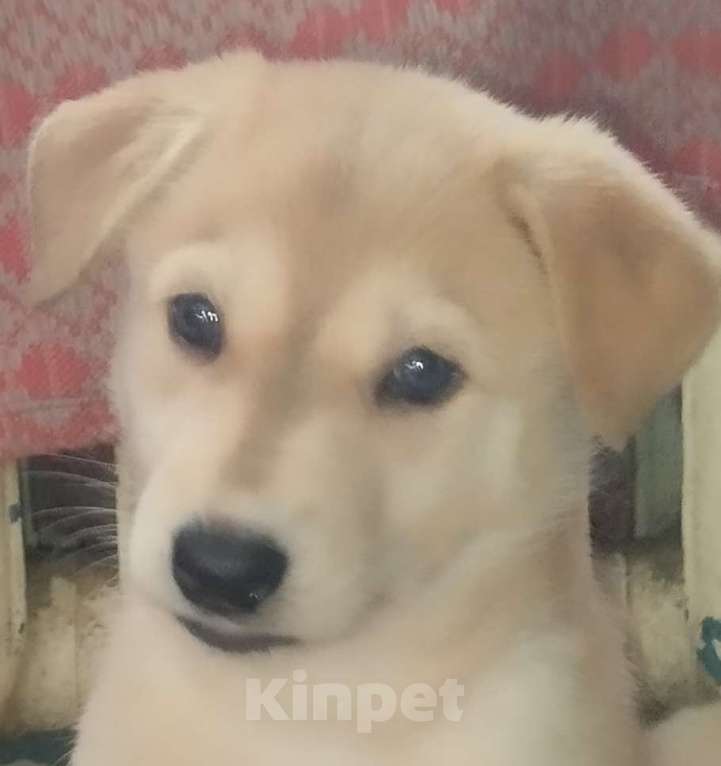 Собаки в Воронеже: Продам щенков , самым лучшим родителям! Мальчик, Бесплатно - фото 3