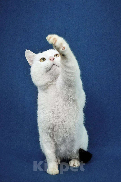 Кошки в Москве: Я уже достаточно поскитался. Хочу быть счастливым. Мальчик, Бесплатно - фото 3