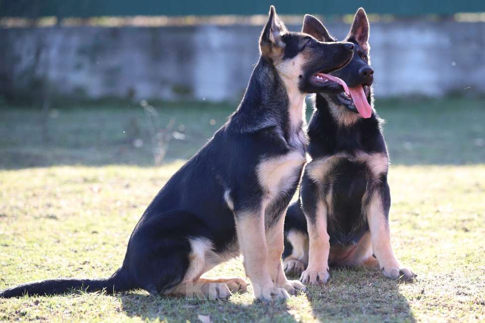 Собаки в Тарусе: Щенки восточноевропейской овчарки  Девочка, 50 000 руб. - фото 7