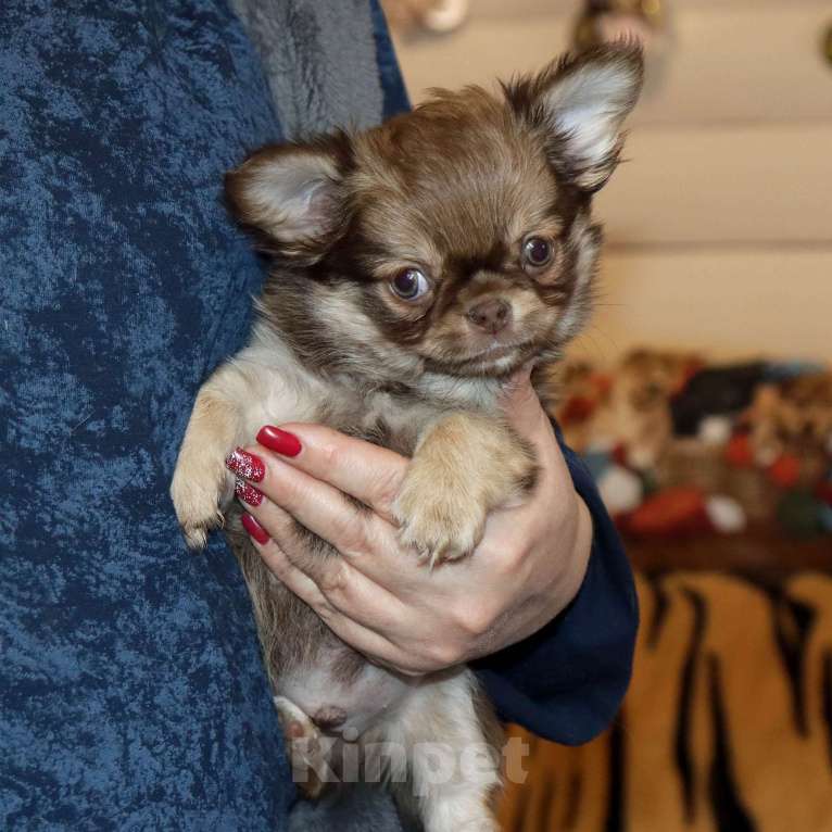 Собаки в Москве: Соболиный красавчик чихуа Мальчик, 65 000 руб. - фото 4