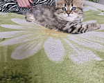 Кошки в Ростове-на-Дону: Шотландские вислоухие котята Девочка, 10 000 руб. - фото 8