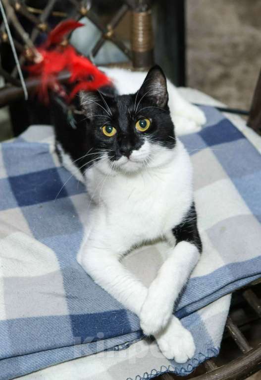 Кошки в Санкт-Петербурге: Котик Назар. Стерилизован Мальчик, Бесплатно - фото 4