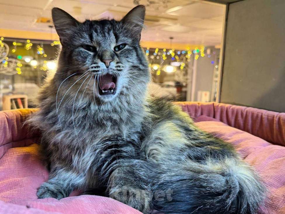 Кошки в Москве: Пушистая милая кошечка в добрые руки Девочка, Бесплатно - фото 4