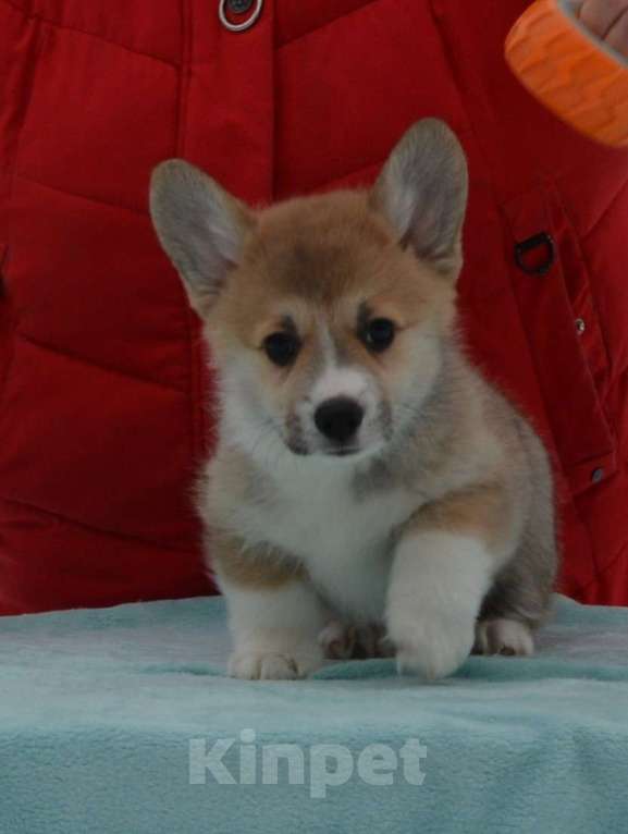 Собаки в Москве: Лотус Мальчик, 80 000 руб. - фото 2