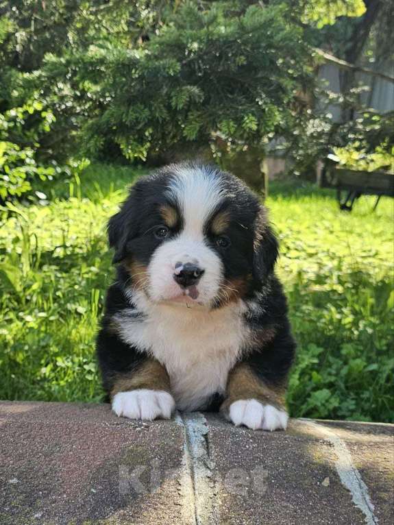 Собаки в других городах Московской области: Питомник "Зенненхунд России" предлагает щенков Мальчик, 180 000 руб. - фото 7
