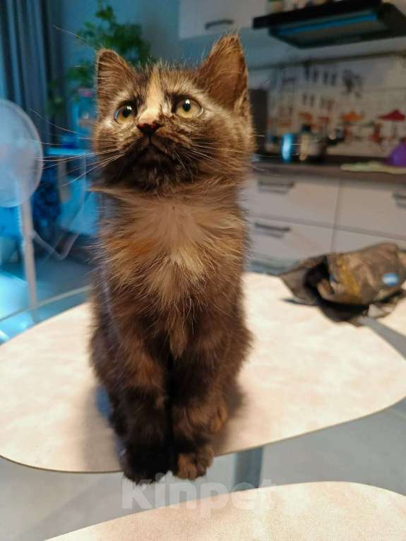 Кошки в Москве: Отдам в добрые руки Девочка, Бесплатно - фото 6