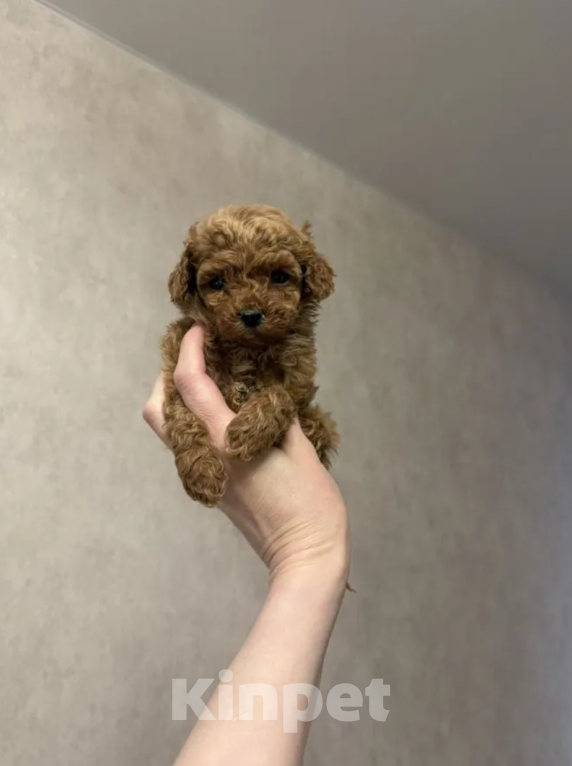 Собаки в Москве: Девочка мини Девочка, 30 000 руб. - фото 1