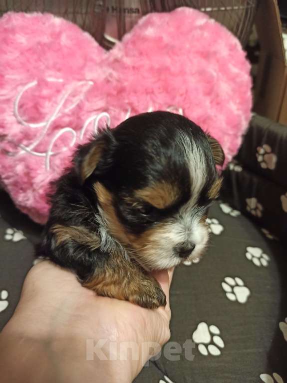 Собаки в Москве: Щенок-мальчик цветного йорка  Мальчик, 25 000 руб. - фото 3