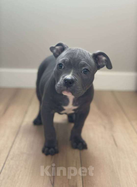 Собаки в других городах Московской области: Американский Булли Мальчик, 70 000 руб. - фото 3