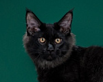 Кошки в Москве: Мейн кун котик Мальчик, Бесплатно - фото 1