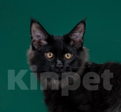 Кошки в Москве: Мейн кун котик Мальчик, Бесплатно - фото 1