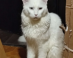 Кошки в Москве: Котята мейн-кун Разнополые, 20 000 руб. - фото 10