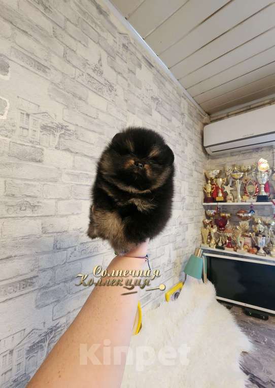 Собаки в Москве: Черно подпалый мальчик померанского шпица Мальчик, Бесплатно - фото 2