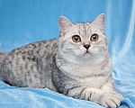 Кошки в Симферополе: Шотландский кот на вязку, 2 000 руб. - фото 1