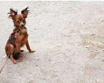 Собаки в Ижевске: Вязка длинношерстный той-терьер, 5 000 руб. - фото 2