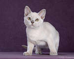 Кошки в Асбесте: Котята Европейской Бурмы, 60 000 руб. - фото 9