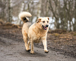 Собаки в Раменском: Кузя в поисках семьи! Мальчик, Бесплатно - фото 3