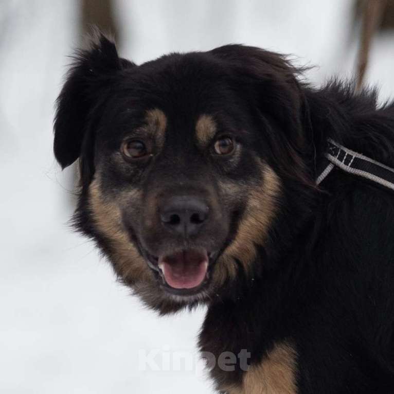 Собаки в Москве: Лури Девочка, Бесплатно - фото 2
