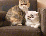 Кошки в Москве: Экзотическая пара котик и кошка Девочка, 10 000 руб. - фото 1