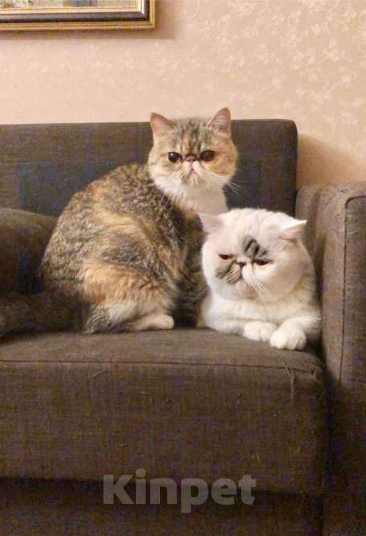 Кошки в Москве: Экзотическая пара котик и кошка Девочка, 10 000 руб. - фото 1