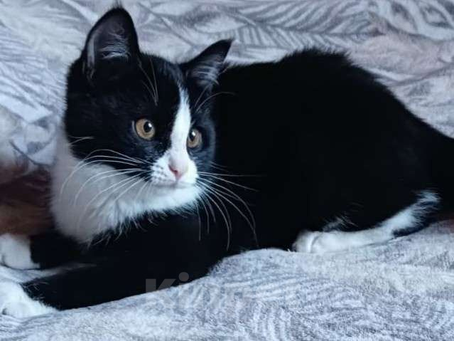 Кошки в Санкт-Петербурге: Котенок, девочка, ручная 3,5 мес Девочка, Бесплатно - фото 3