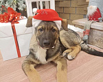 Собаки в Раменском: САМУРАЙ (СЭМ) Мальчик, 500 руб. - фото 2