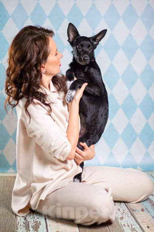 Собаки в Москве: Самый добрый щенок Лазарус — жертва жестокого обращения Мальчик, 1 руб. - фото 3