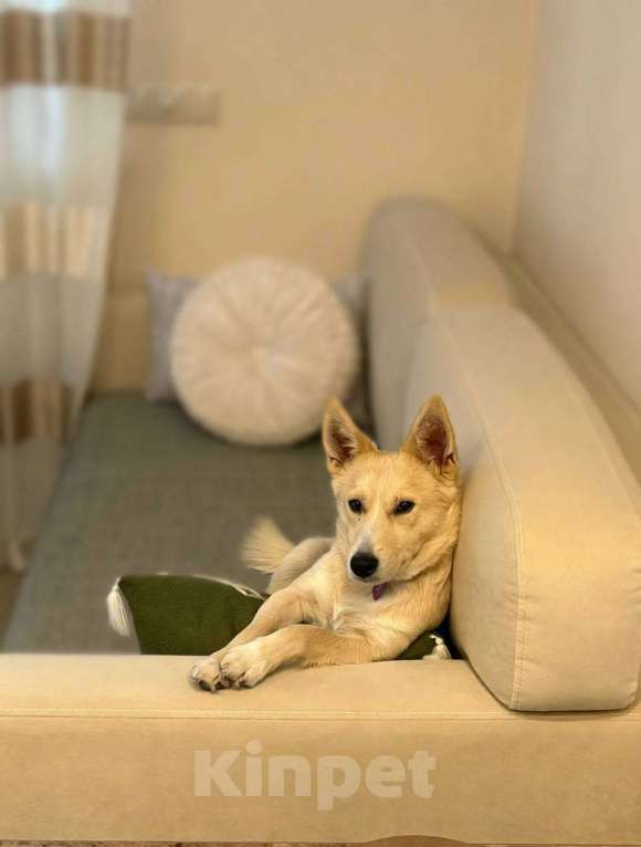 Собаки в Москве: Щенок Бади ищет дом Мальчик, Бесплатно - фото 2