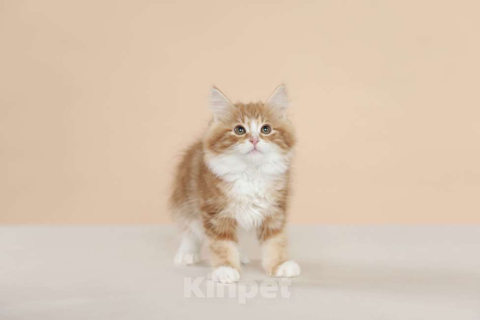 Кошки в Серпухове: Хлопок Русские Цветы Курильский Бобтейл Мальчик, 55 000 руб. - фото 3