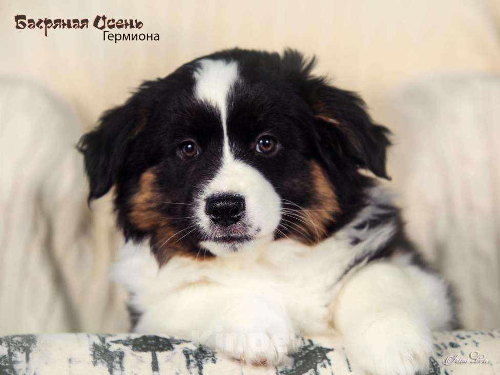 Собаки в других городах Московской области: Продается девочка миниаусси Девочка, 60 000 руб. - фото 5